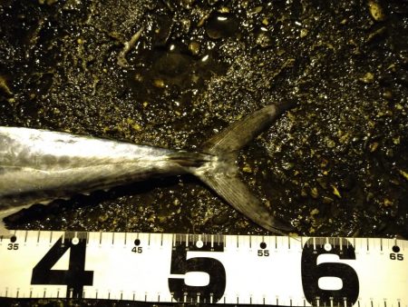 サゴシカッター連発